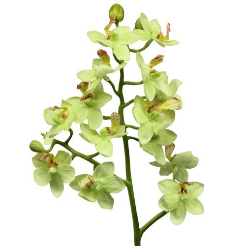 Floristik24 Orchid 56cm light green