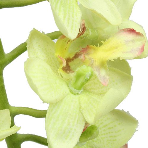 Floristik24 Orchid 56cm light green