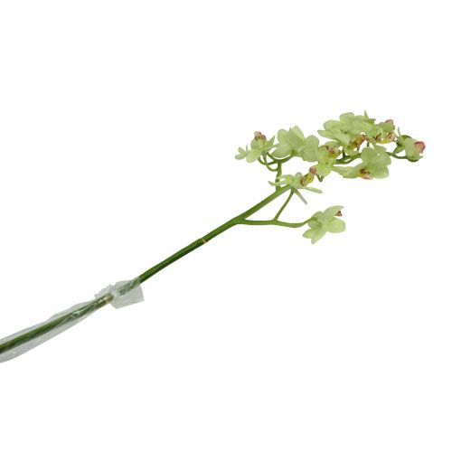 Floristik24 Orchid 56cm light green