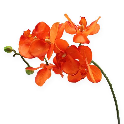 Floristik24 Orchid branch orange 61cm
