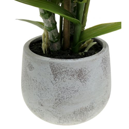 Floristik24 Orchid in a pot salmon H41cm