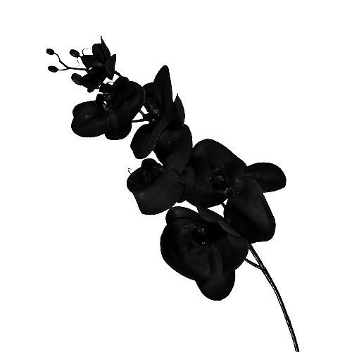 Orchid black L80cm