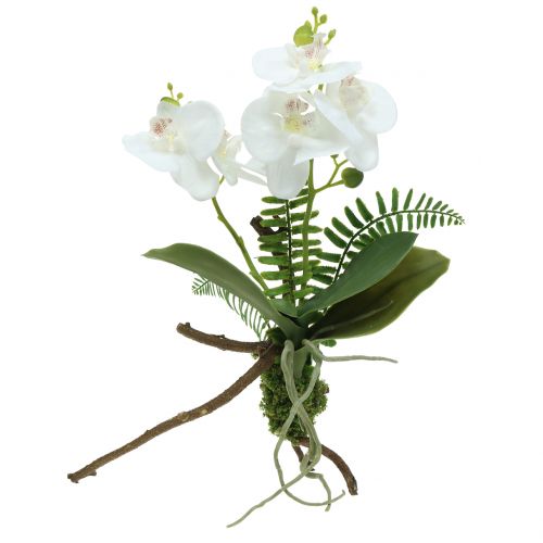 Floristik24 Orchid white with moss balls and roots 36cm