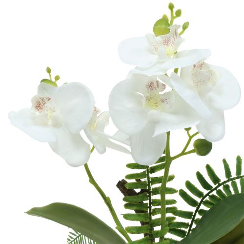 Floristik24 Orchid white with moss balls and roots 36cm