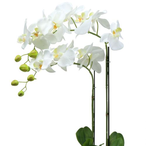 Orchid White on 65cm bulb