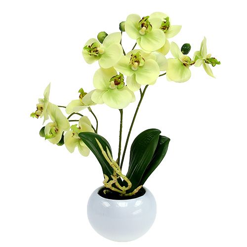 Floristik24 Orchids in a green pot H30cm