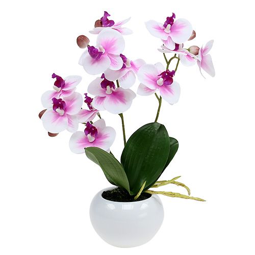 Orchids in a pot H30cm white-pink