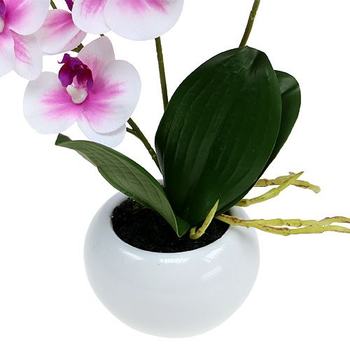 Floristik24 Orchids in a pot H30cm white-pink