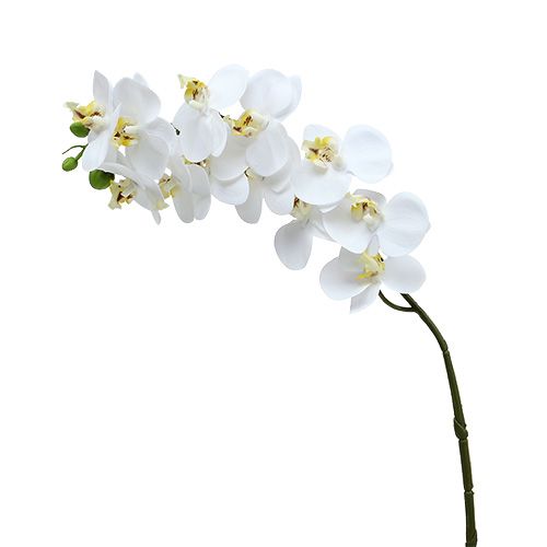 Floristik24 Orchid branch white L58cm