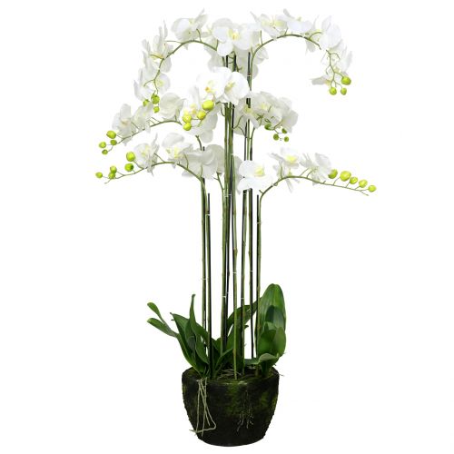 Floristik24 Orchid white on a ball of 118cm