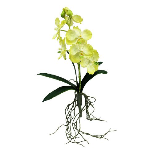 Floristik24 Orchid with roots light green L43cm