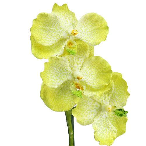 Product Orchid with roots light green L43cm