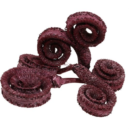 Palm Male Red, whitewashed 25 pcs