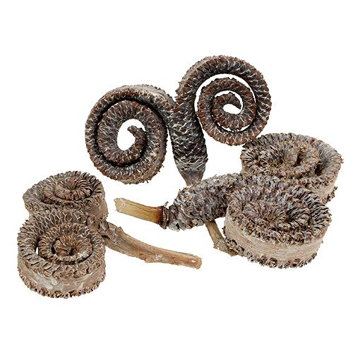 Floristik24 Palm Male White Washed 25 pcs