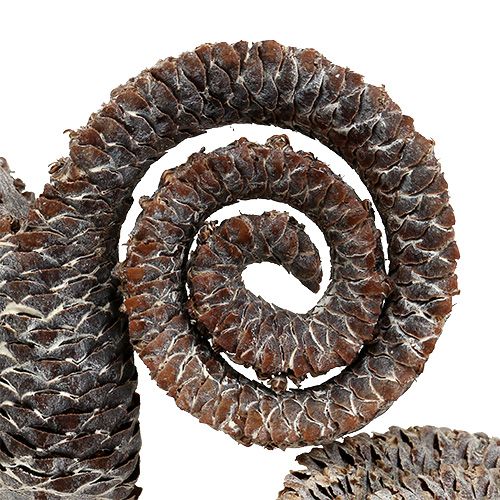 Product Palm Male White Washed 25 pcs