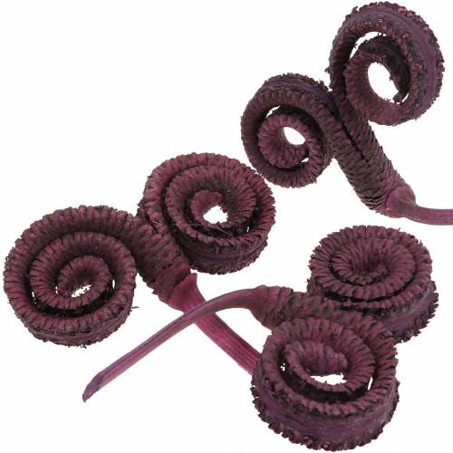 Floristik24 Dry decoration Palm Male wine red 25 pieces