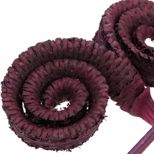 Product Dry decoration Palm Male wine red 25 pieces