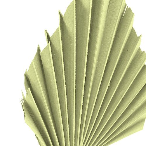 Product Palmspear apple green whitewashed 65 pcs