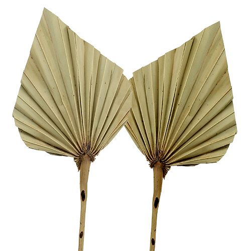 Product Palmspear Natural 100 pcs