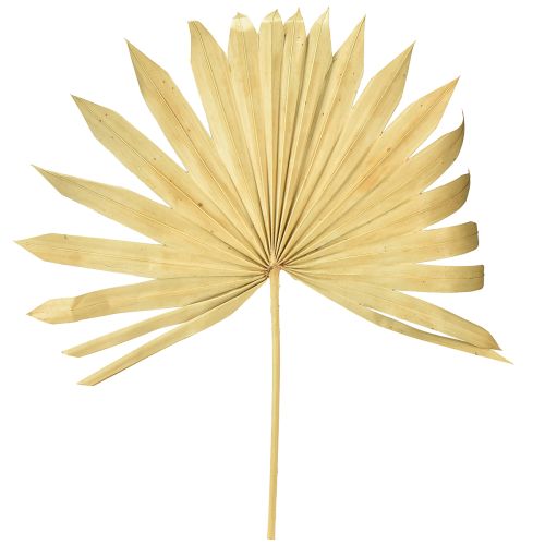Floristik24 Palmspear Sun Natural Palm Leaf Dried Natural Decoration 30 pcs