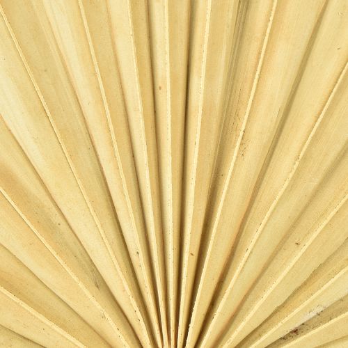 Product Palmspear Sun Natural Palm Leaf Dried Natural Decoration 30 pcs