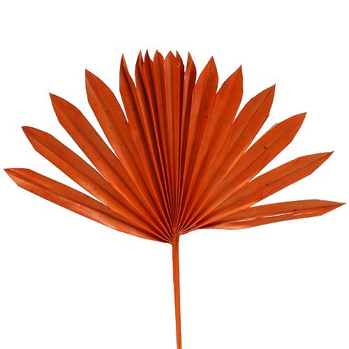 Product Palmspear Sun Orange 30pcs