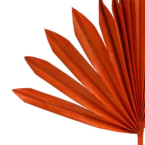 Product Palmspear Sun Orange 30 pcs