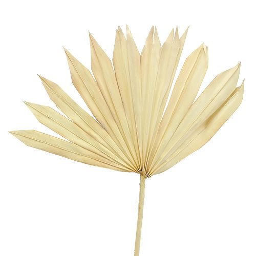 Floristik24 Palmspear Sun bleached 30 pcs