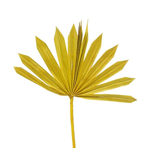 Floristik24 Palmspear Sun mini yellow 50pcs