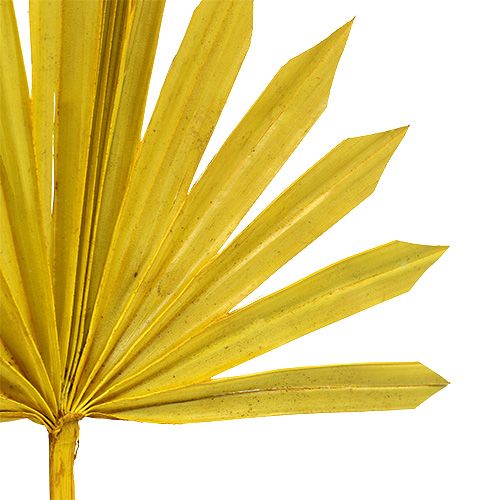 Product Palmspear Sun mini Yellow 50 pcs