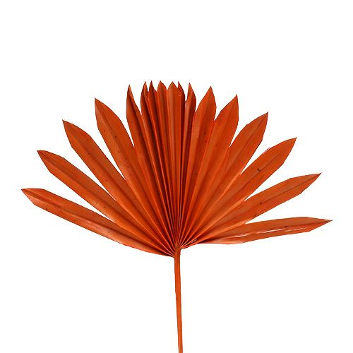 Product Palmspear Sun mini Orange 50pcs