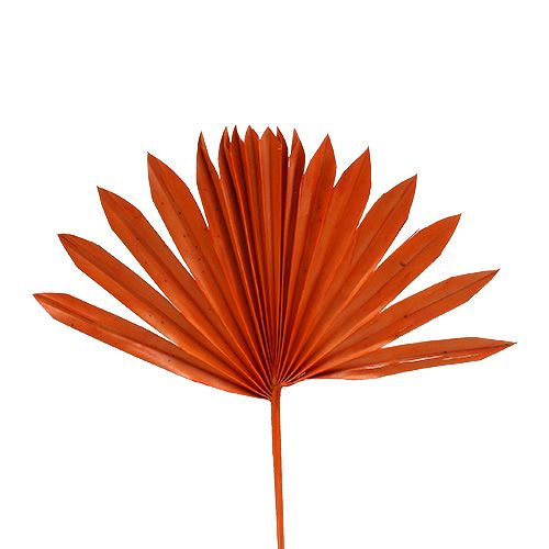 Floristik24 Palmspear Sun mini Orange 50 pcs