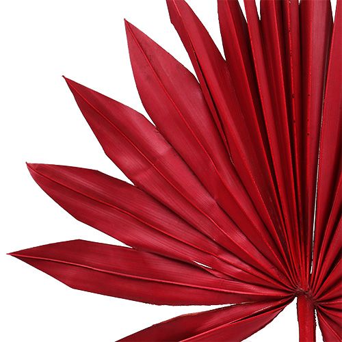 Product Palmspear Sun mini Red 50 pcs