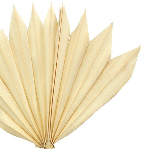 Product Palmspear Sun mini bleached 30 pcs