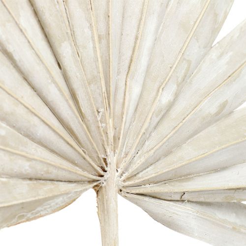 Floristik24 Palmspear Sun mini whitewashed 50 pcs