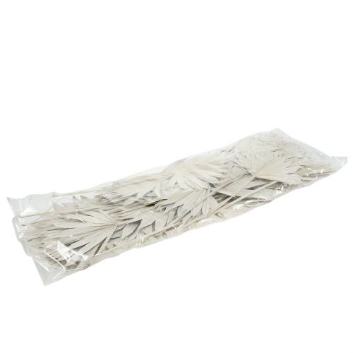 Floristik24 Palmspear Sun mini whitewashed 50 pcs