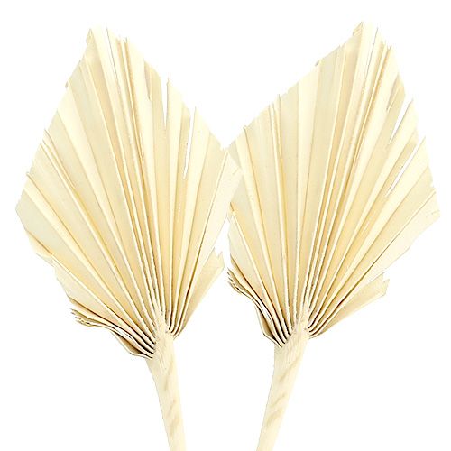 Palm spear bleached 20 pcs