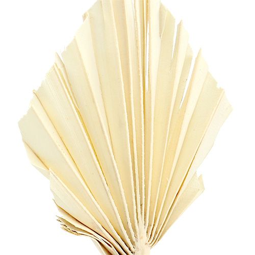 Product Palm spear bleached 20 pcs