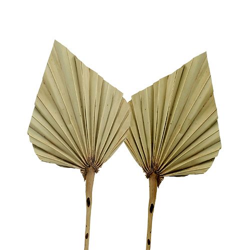 Product Palmspear mini natural 100 pieces