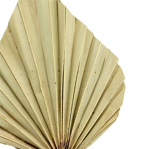 Product Palmspear mini natural 100 pieces