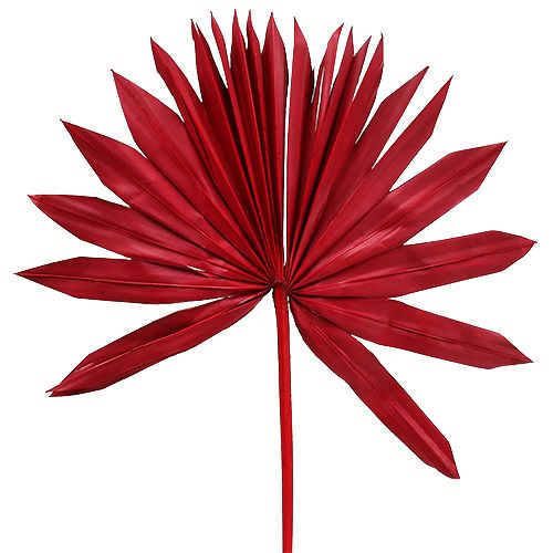 Floristik24 Palmspear Sun Red 30 pcs