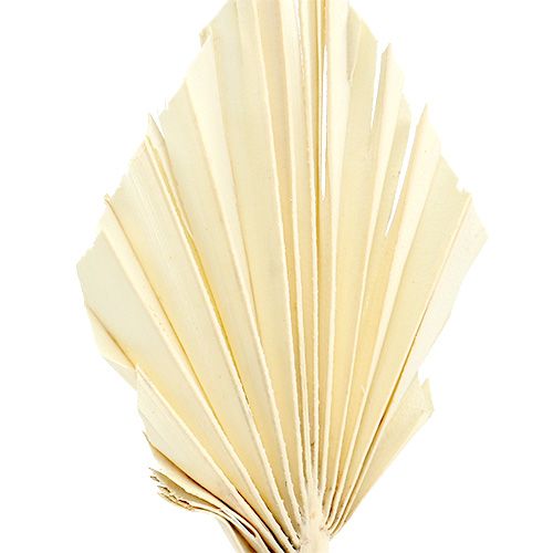Product Palmspear mini bleached Palmspear dried 50 pcs