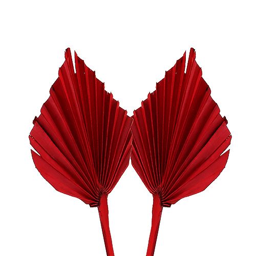 Floristik24 Palmspear mini red 100 pcs
