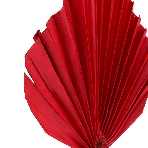 Floristik24 Palmspear mini red 100 pcs