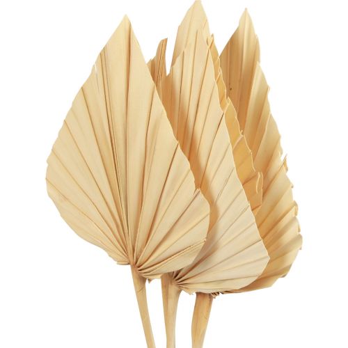 Floristik24 Palmspear palm leaves natural decoration bleached 12.5×38cm 4 pcs