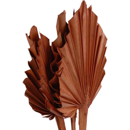 Product Palmspear palm leaves natural decoration brown 5-9×14cm L35cm 4pcs