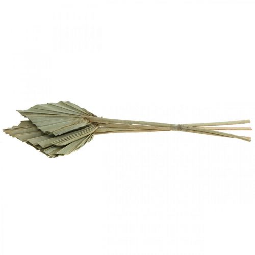 Product Mini palm spear, dried floristry, Advent decoration, memorial days natural L33–34cm W7–9cm 4 pcs