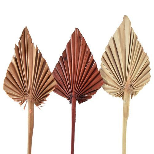 Palmspear assorted Morocco 30pcs