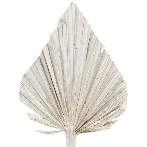 Product Palm spear washed white 10cm - 15cm L33cm 65p