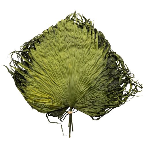 Product Palm frond decoration for exotic arrangements and table decorations, 5 pieces